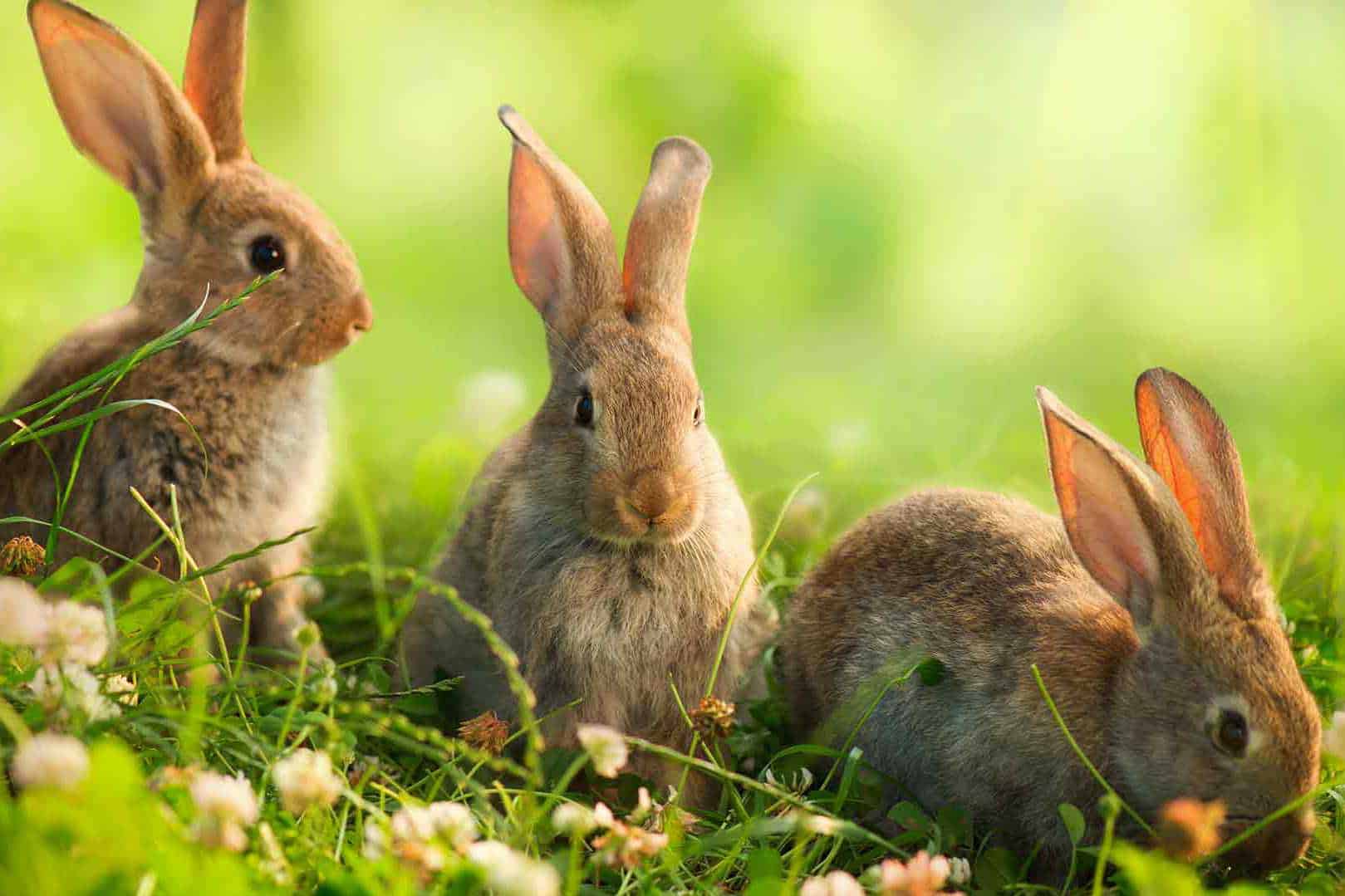 What Do Wild Baby Rabbits Eat