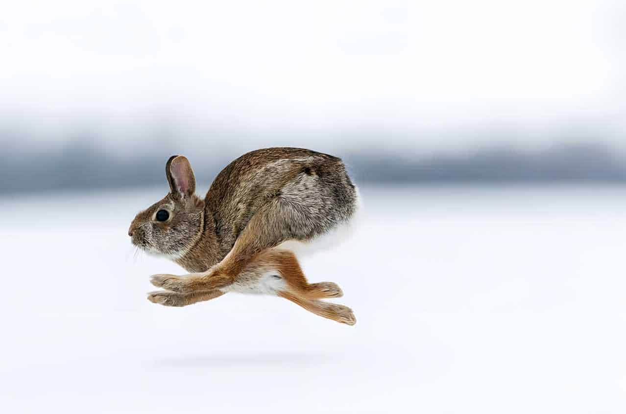 What is the fastest rabbit