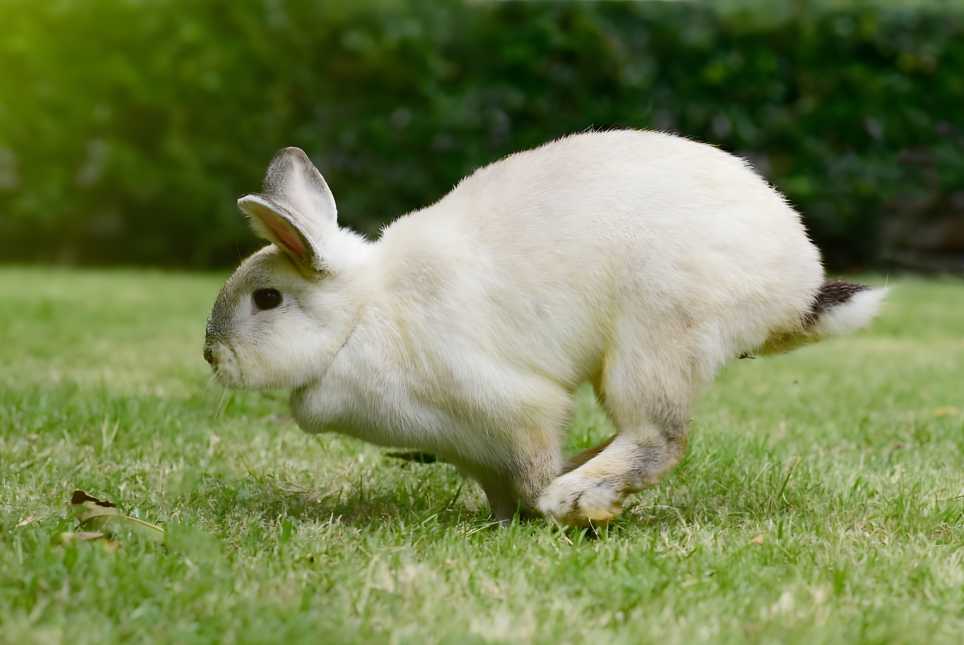 What makes rabbits fast