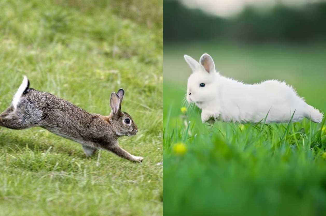 Wild vs. Domestic Rabbits