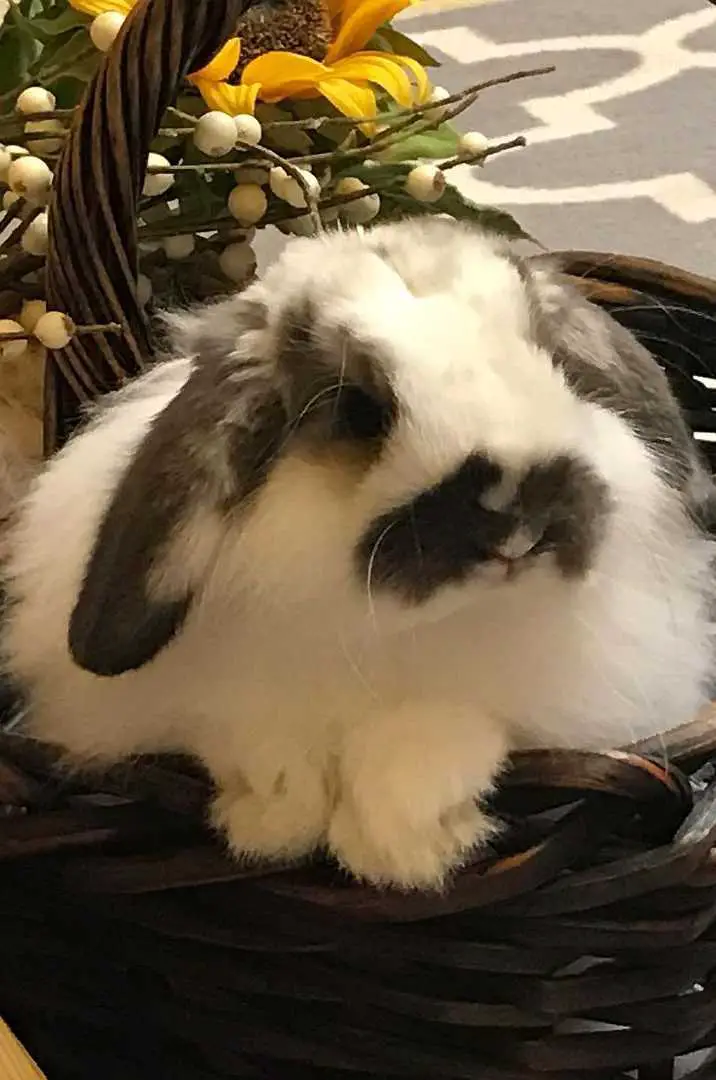 american fuzzy lop price