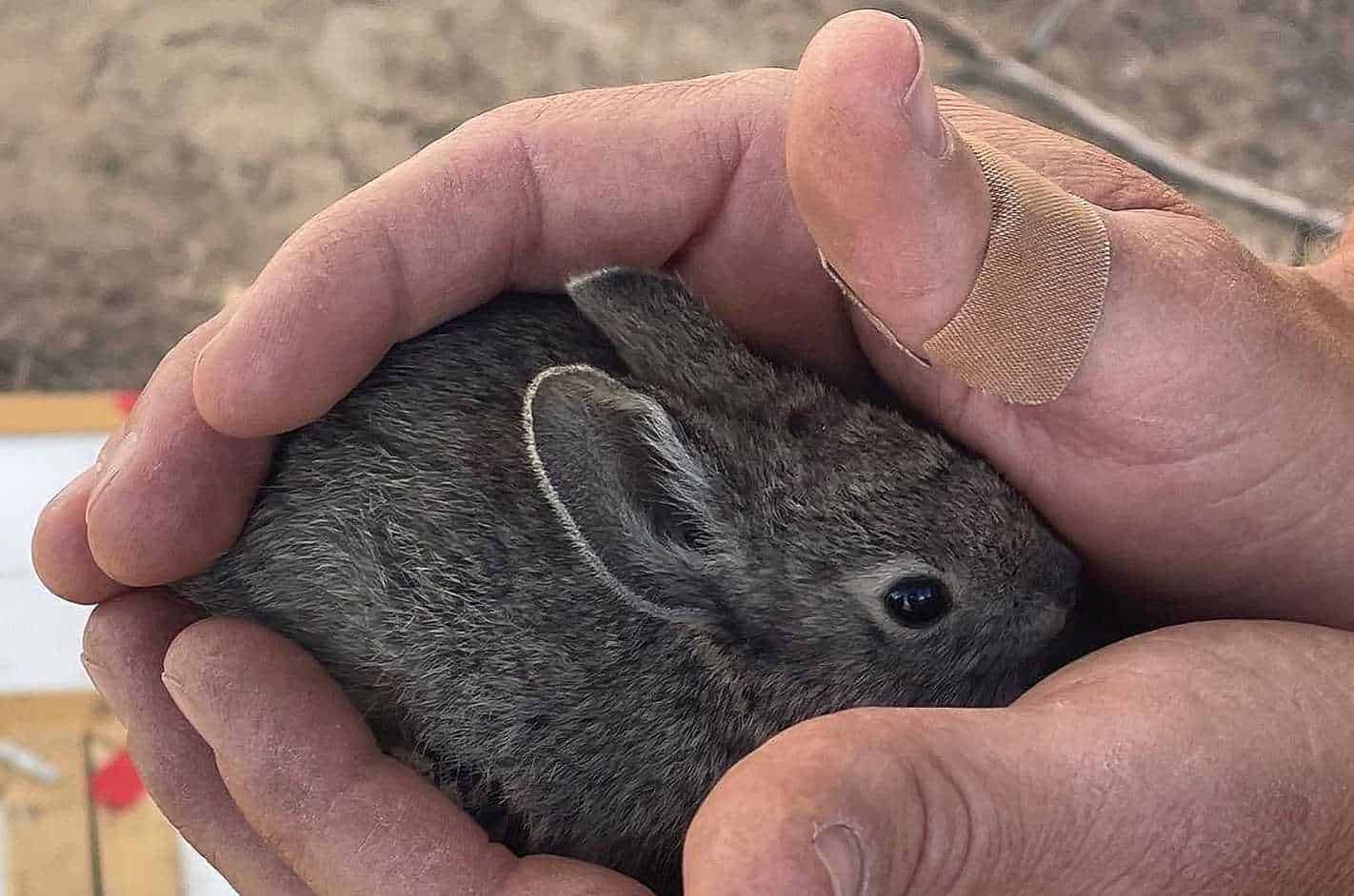 baby pygmy rabbit