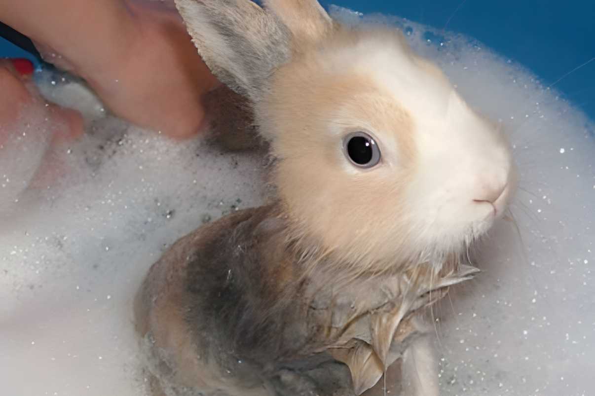 bathe a rabbit