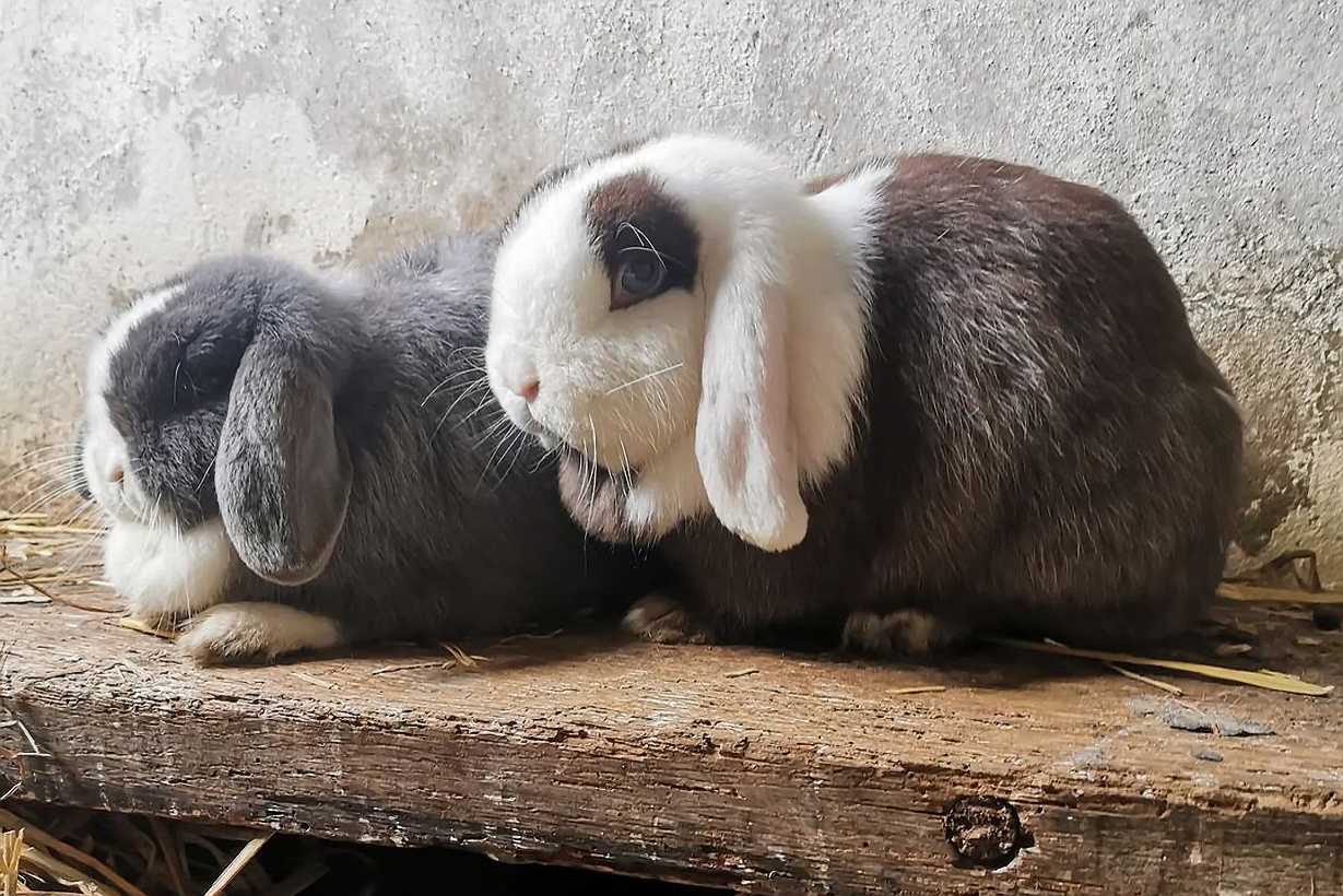 breeding rabbits
