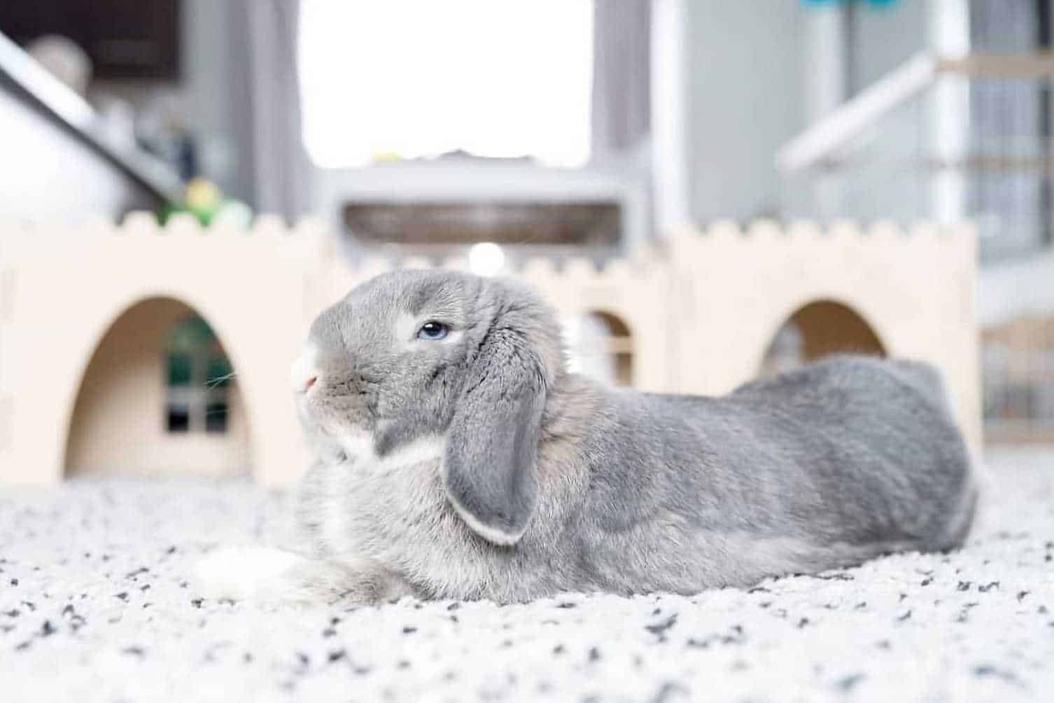 bunnies gray