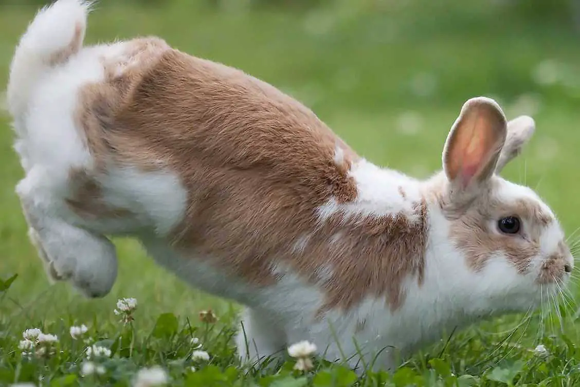 bunny behavior