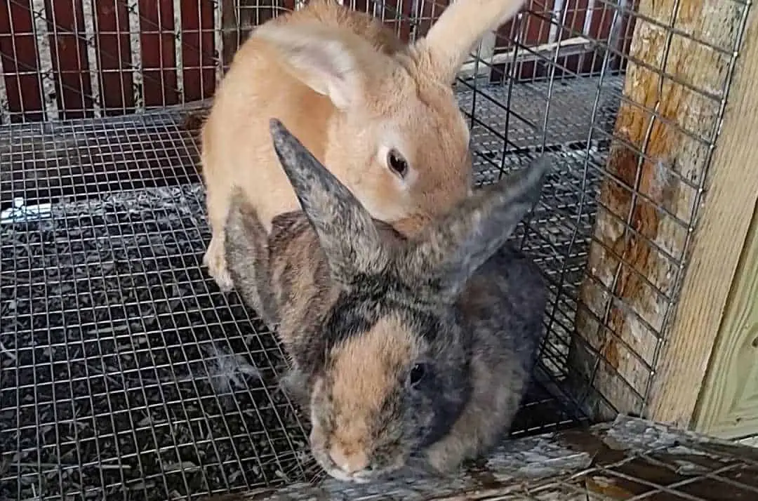bunny breeding