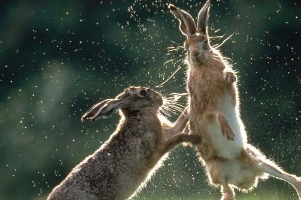 bunny fight