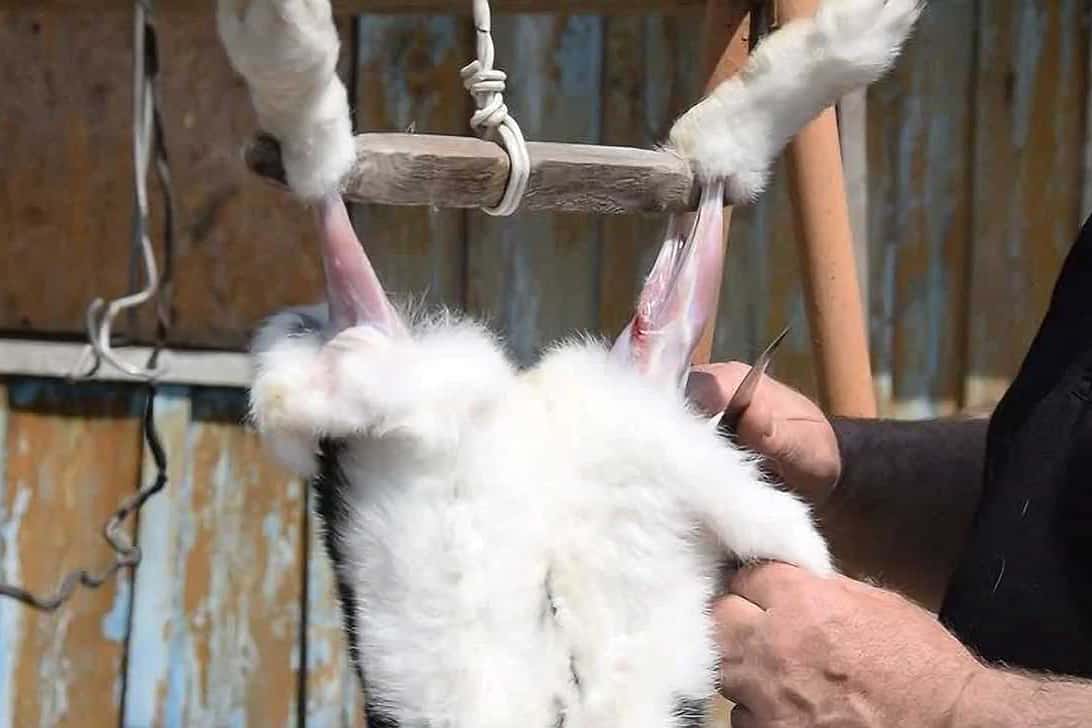 butchering a rabbit