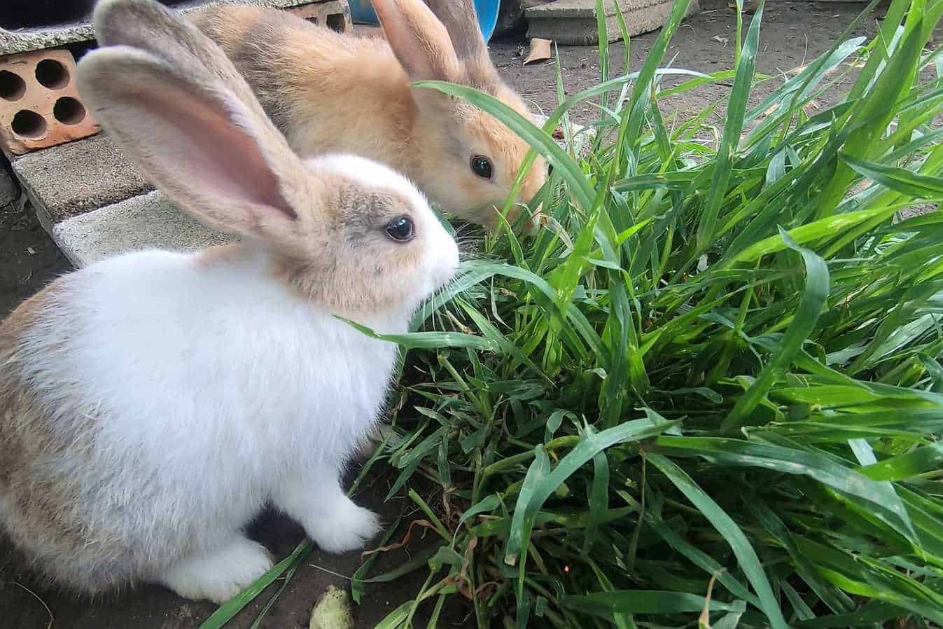can bunnies eat grass