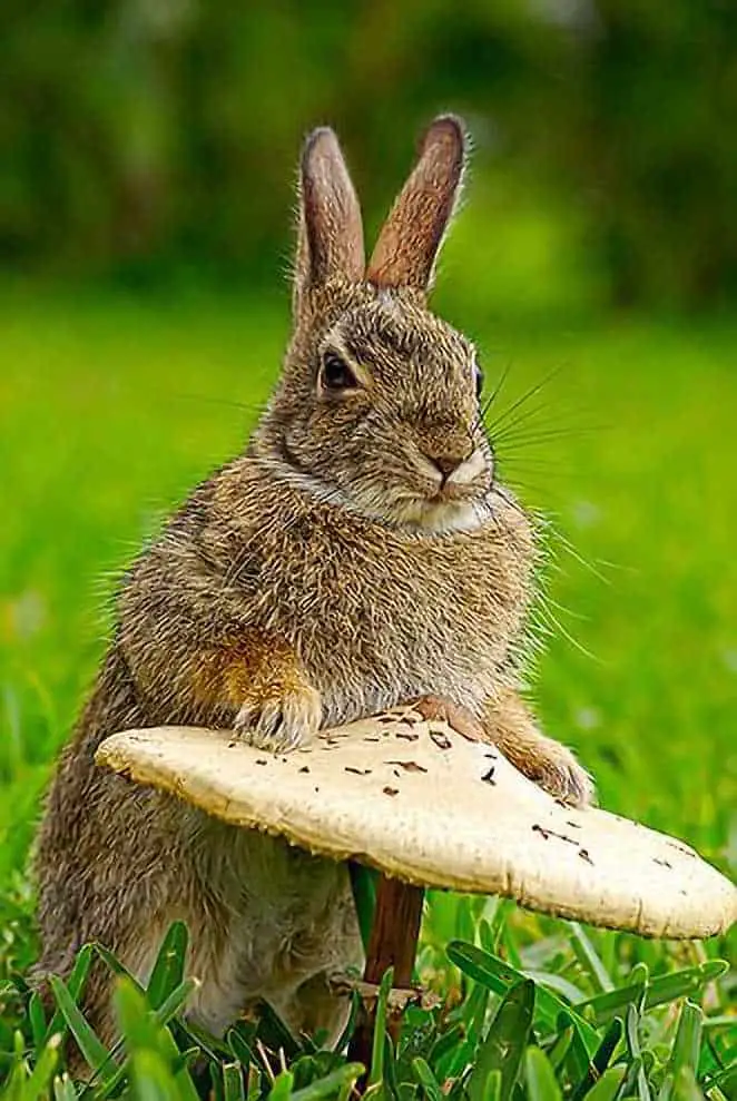 can bunnies have mushrooms