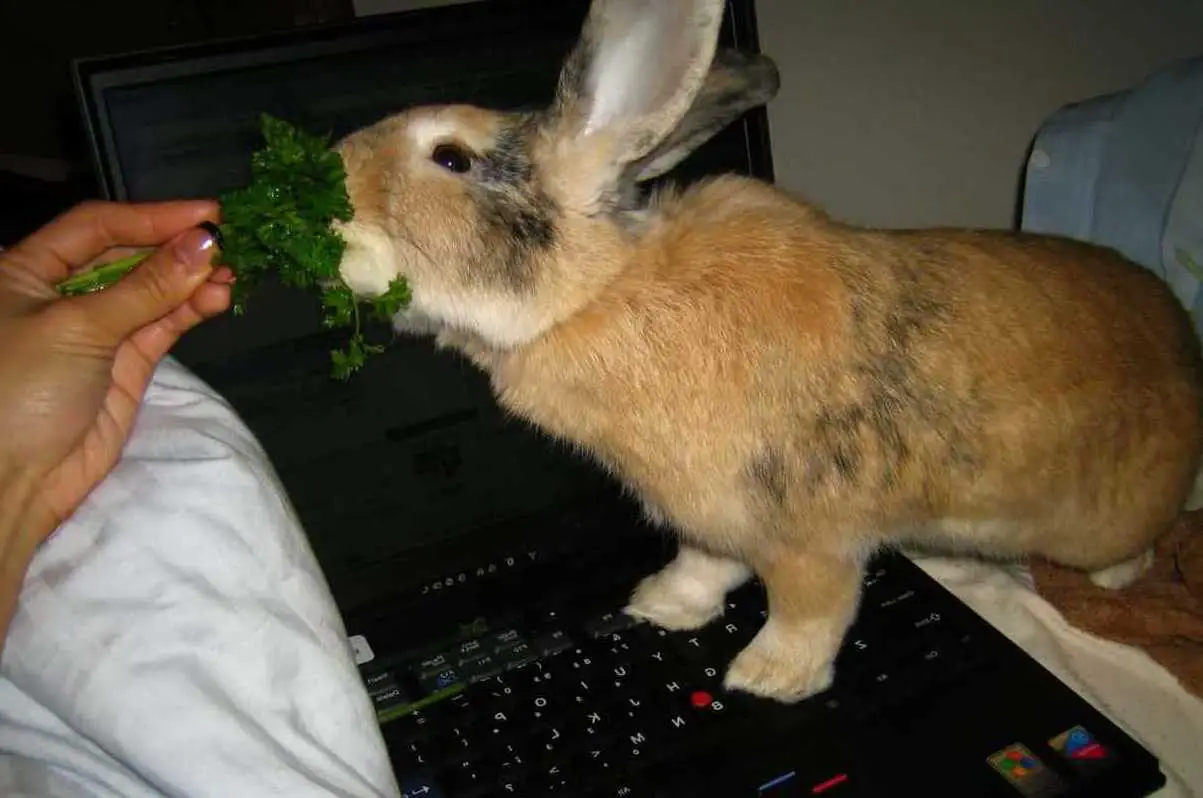 can bunnies have parsley