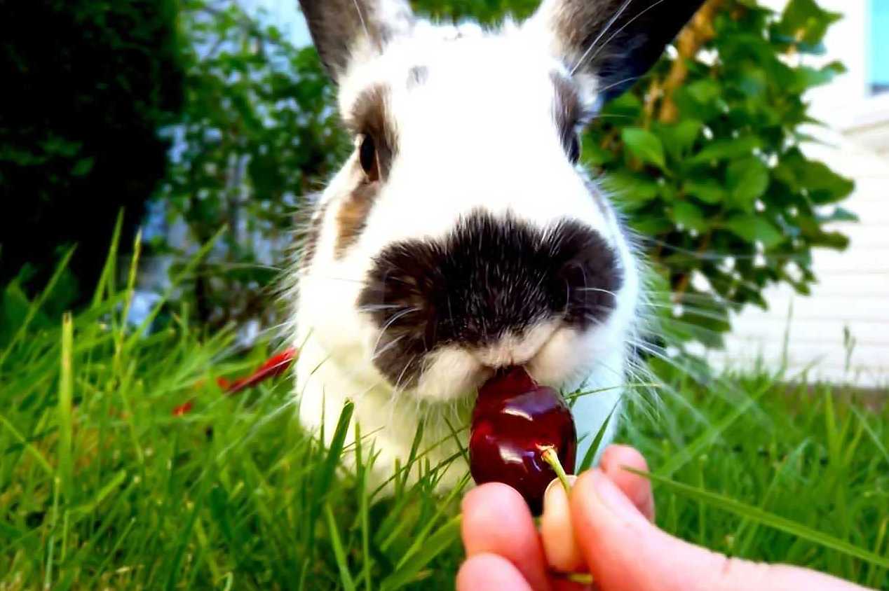 can rabbits eat cherries