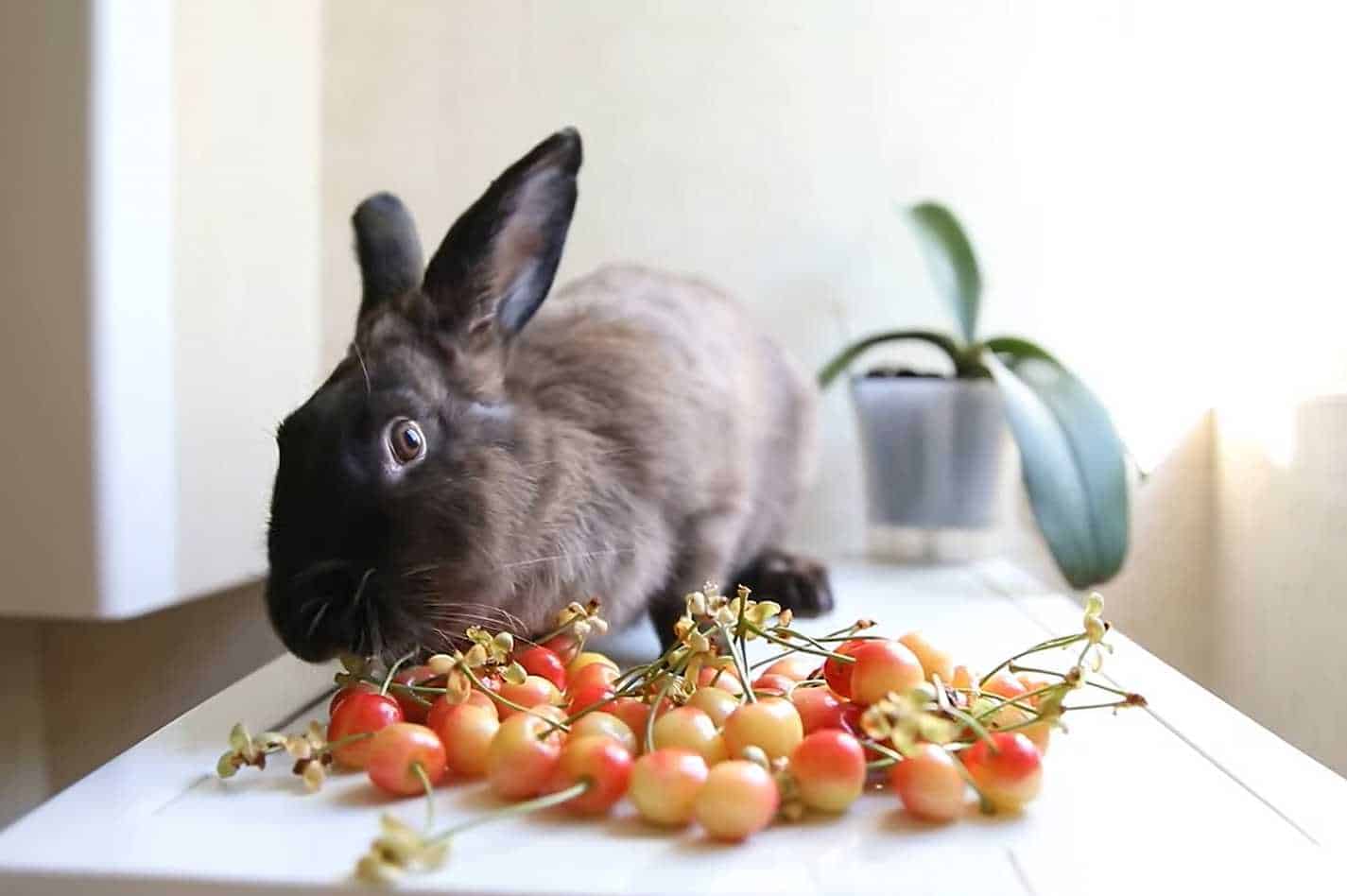 can rabbits have cherries