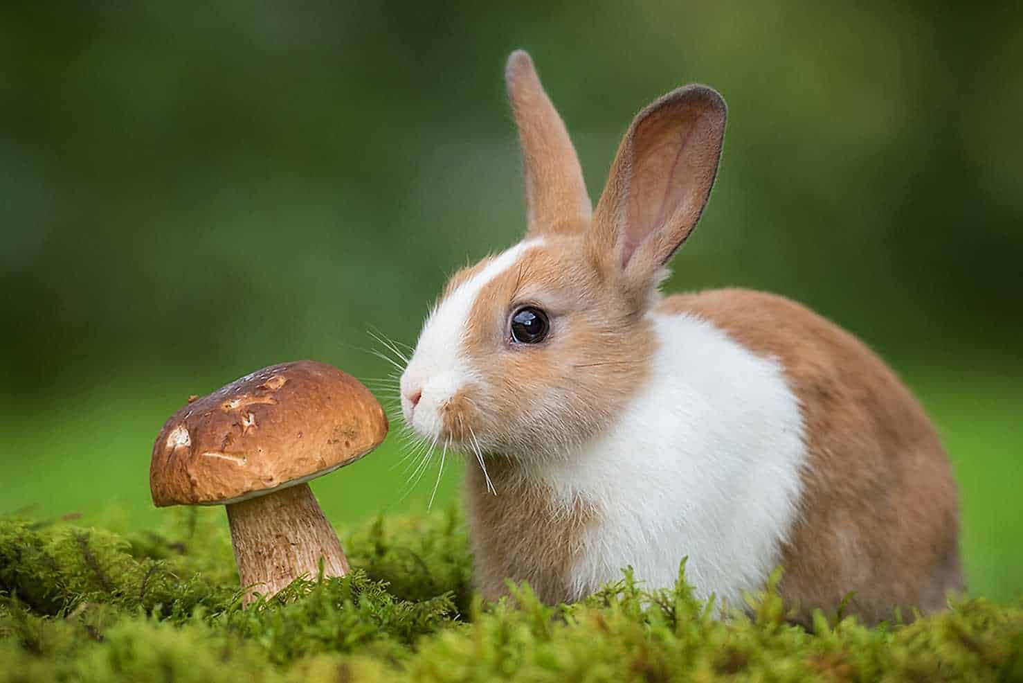 can rabbits have mushrooms