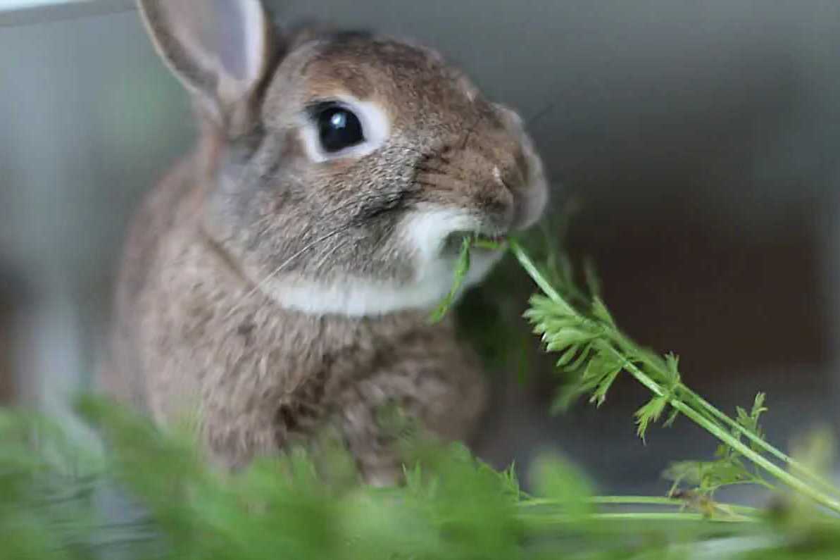 can rabbits have parsley