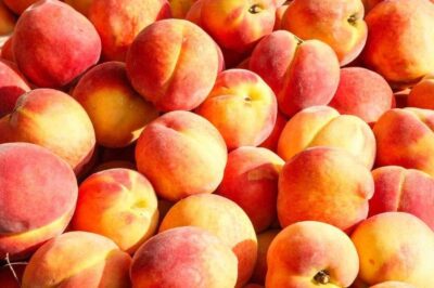 Can Rabbits Eat Peaches? (Nutrition, Benefits, and Feeding Tips)