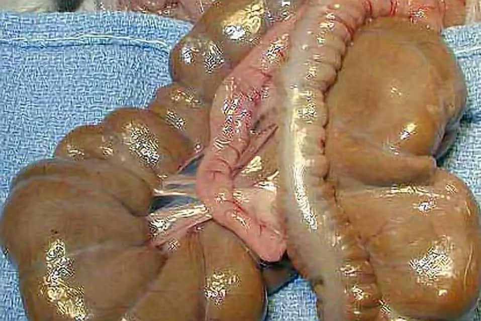 digestive system of a rabbit