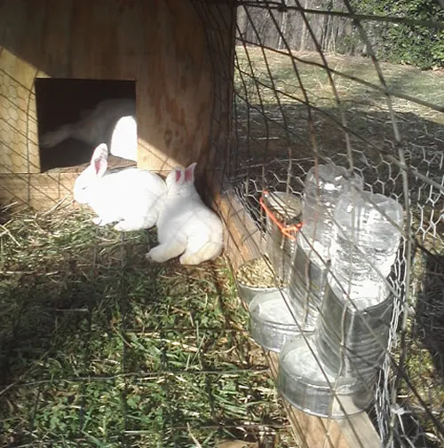 diy hay feeder for rabbits