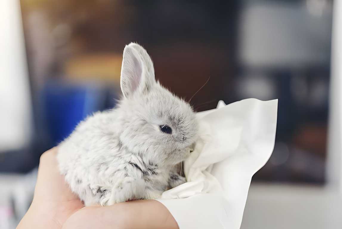 do bunnies sneeze
