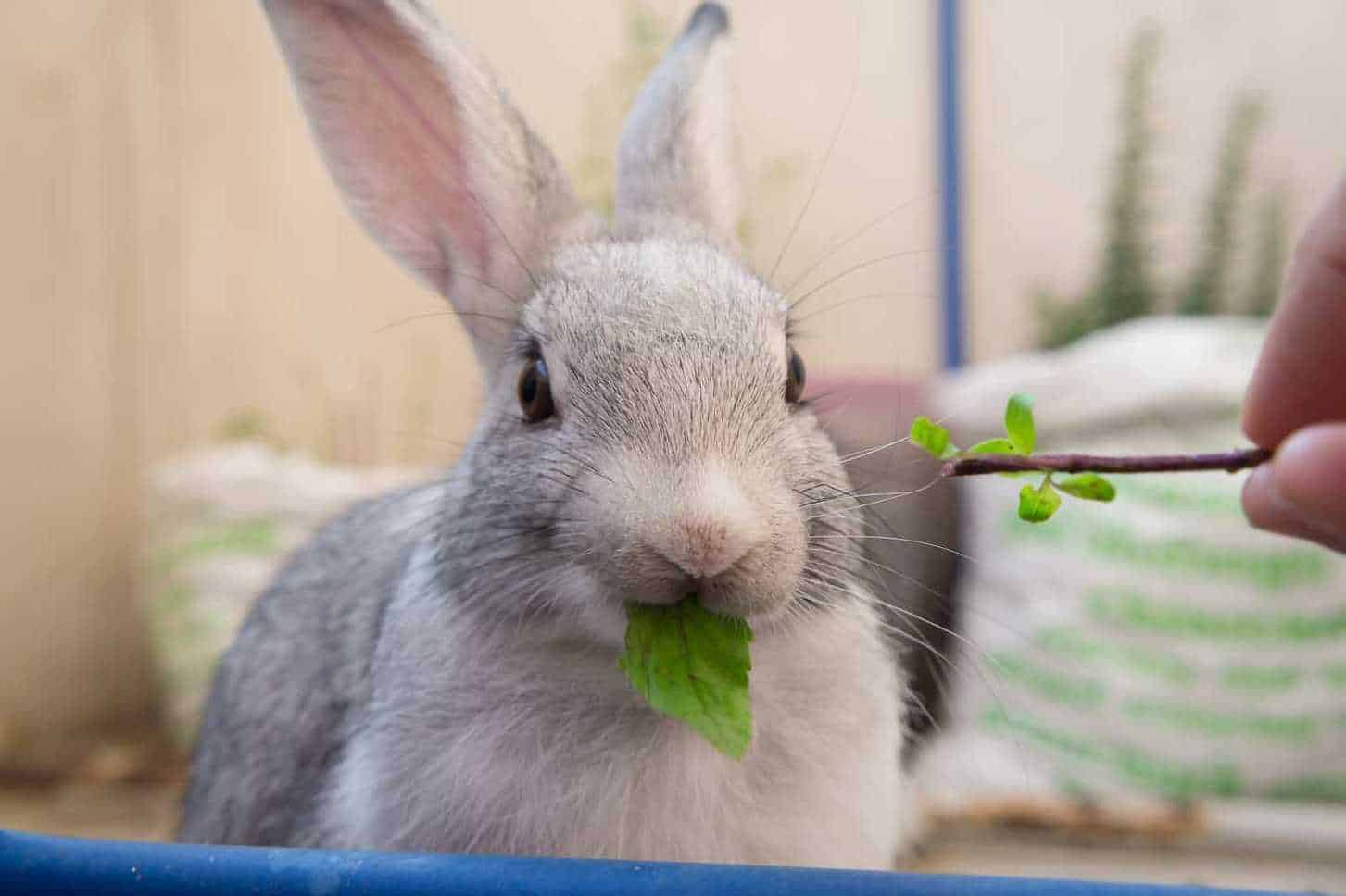 do rabbits eat basil