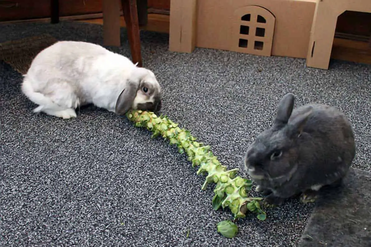 do rabbits eat brussel sprouts