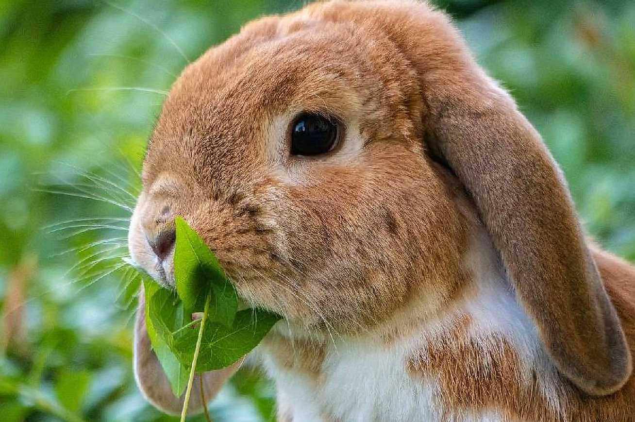 do rabbits eat grasshoppers