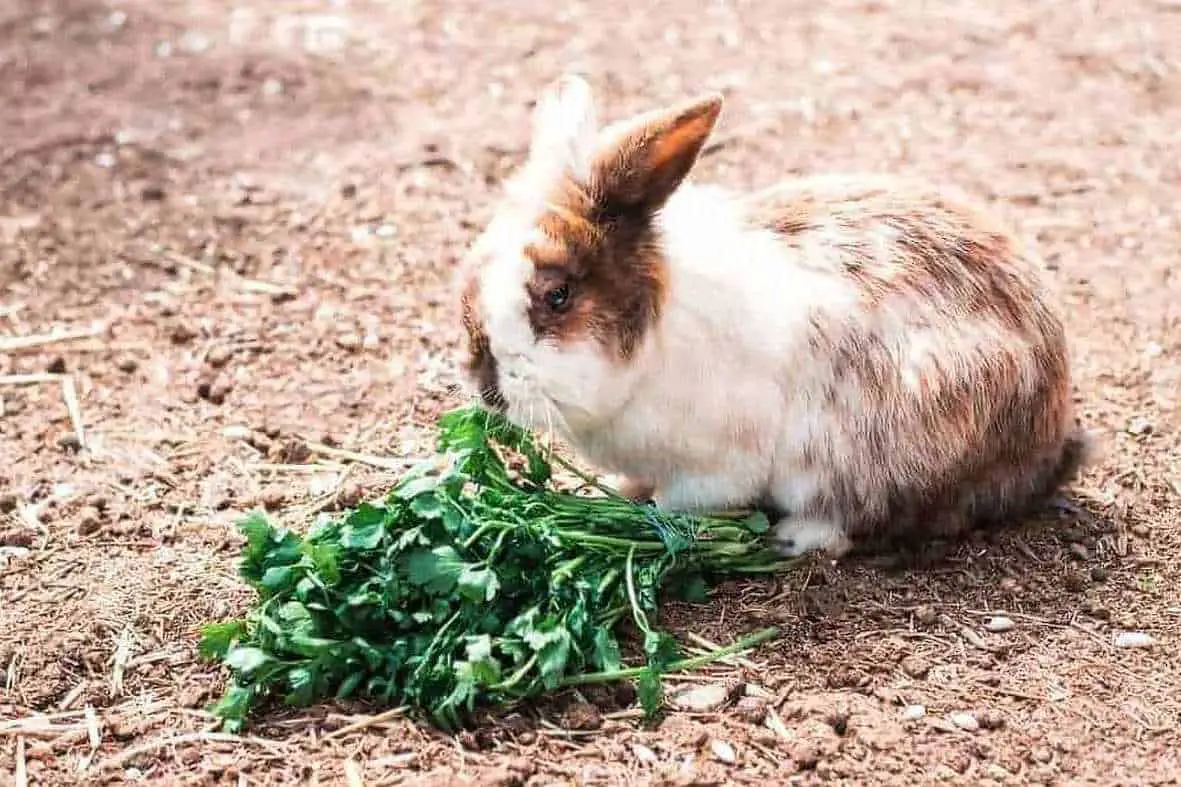 do rabbits eat parsley
