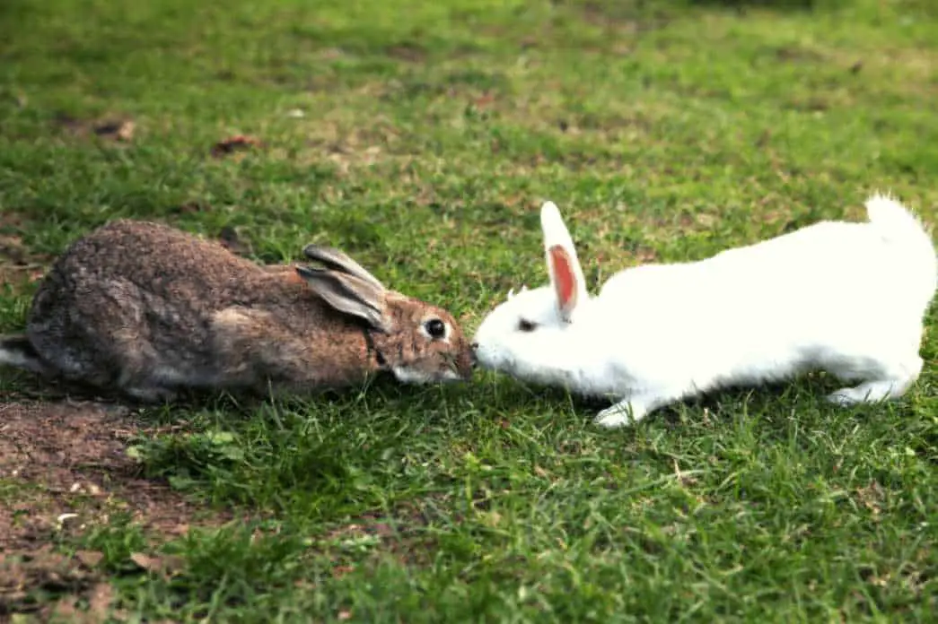 fighting rabbits