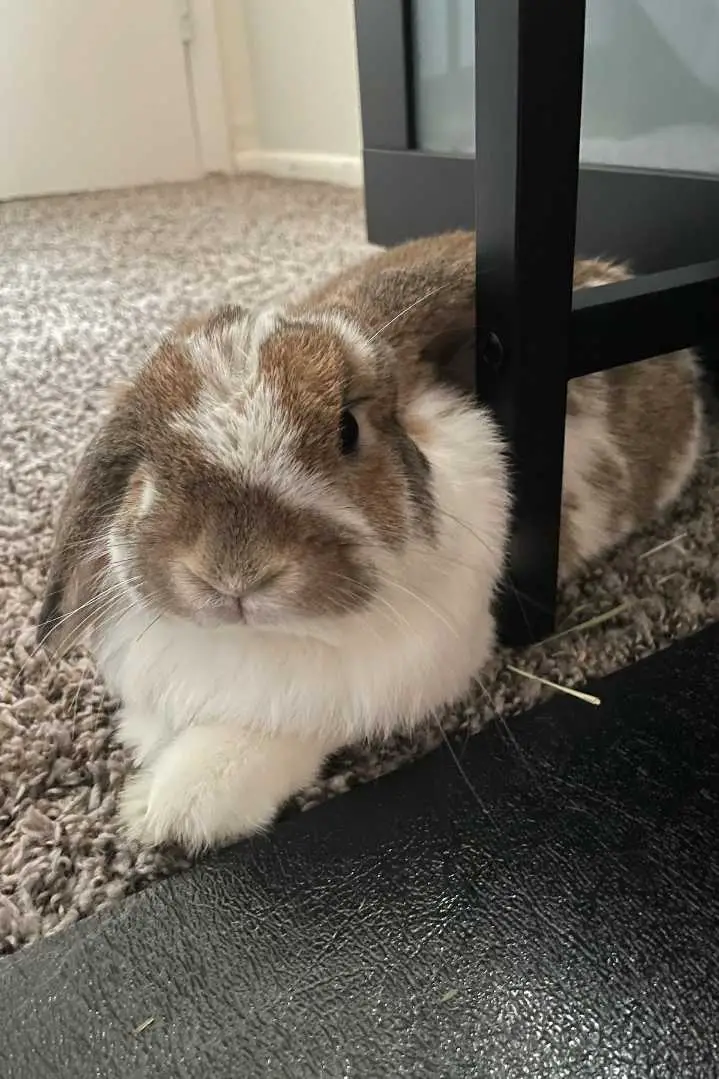 full grown holland lop
