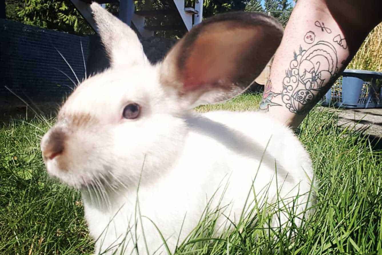full grown mini satin rabbit