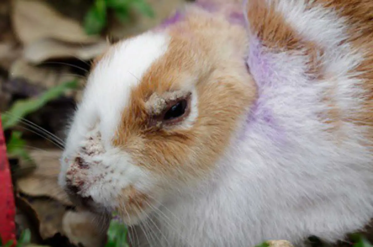 fur loss in rabbits