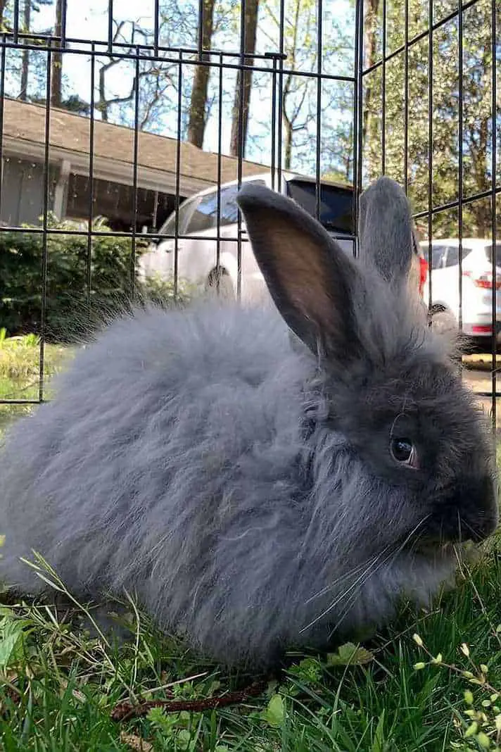 grey fluffy bunny