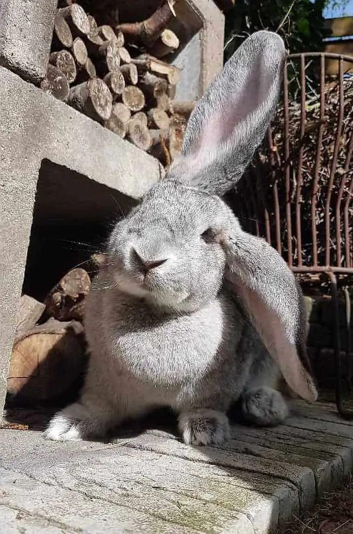 grey rabbit breeds