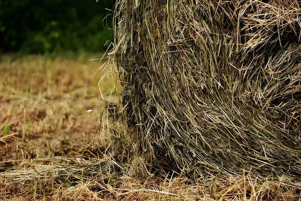 6 Best Hay for Rabbits - Pros & Cons
