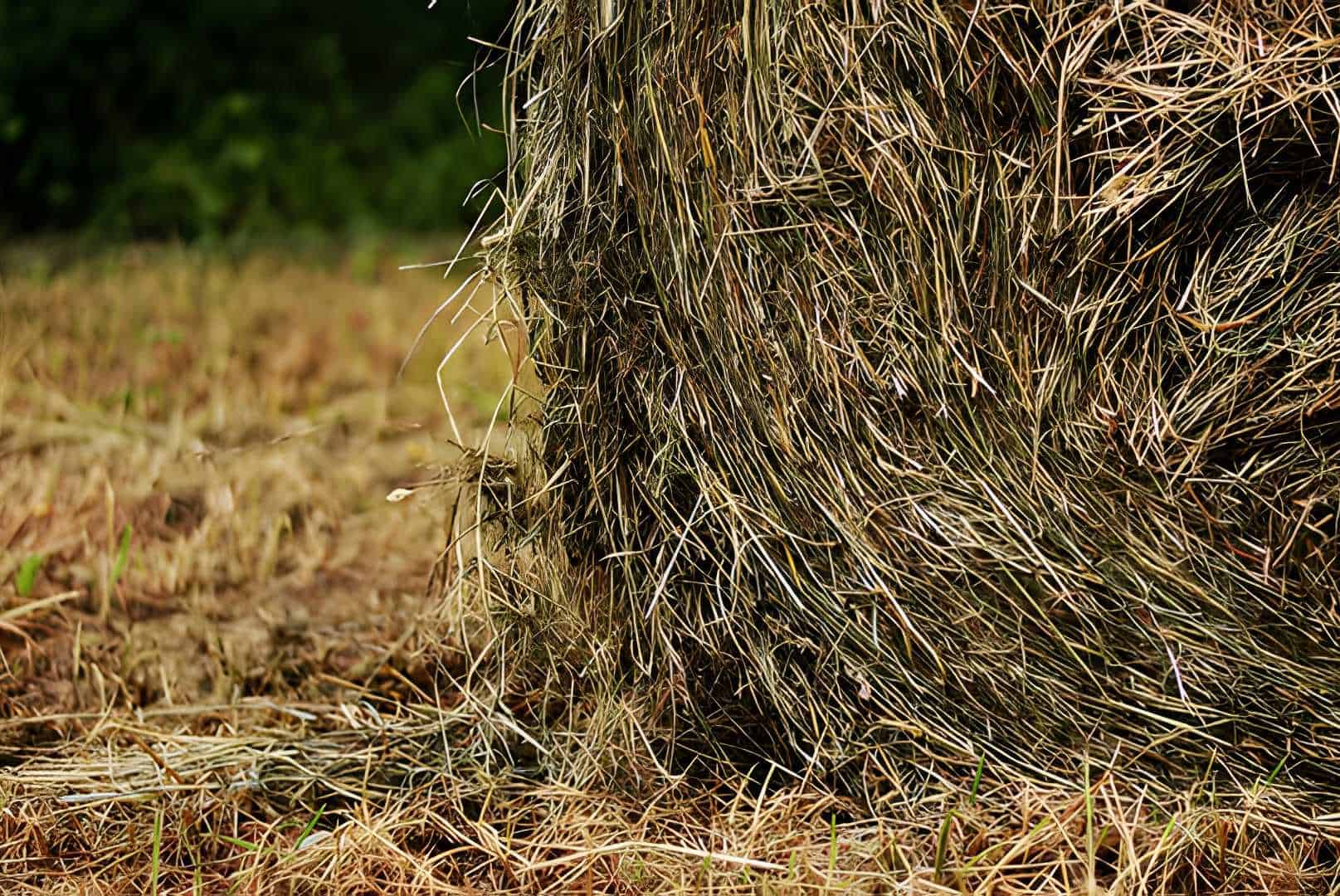hay for rabbit