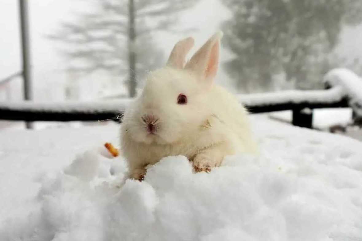 how cold can bunnies handle