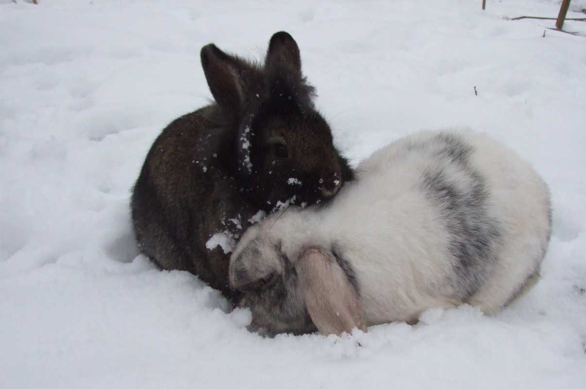 how cold is too cold for rabbits