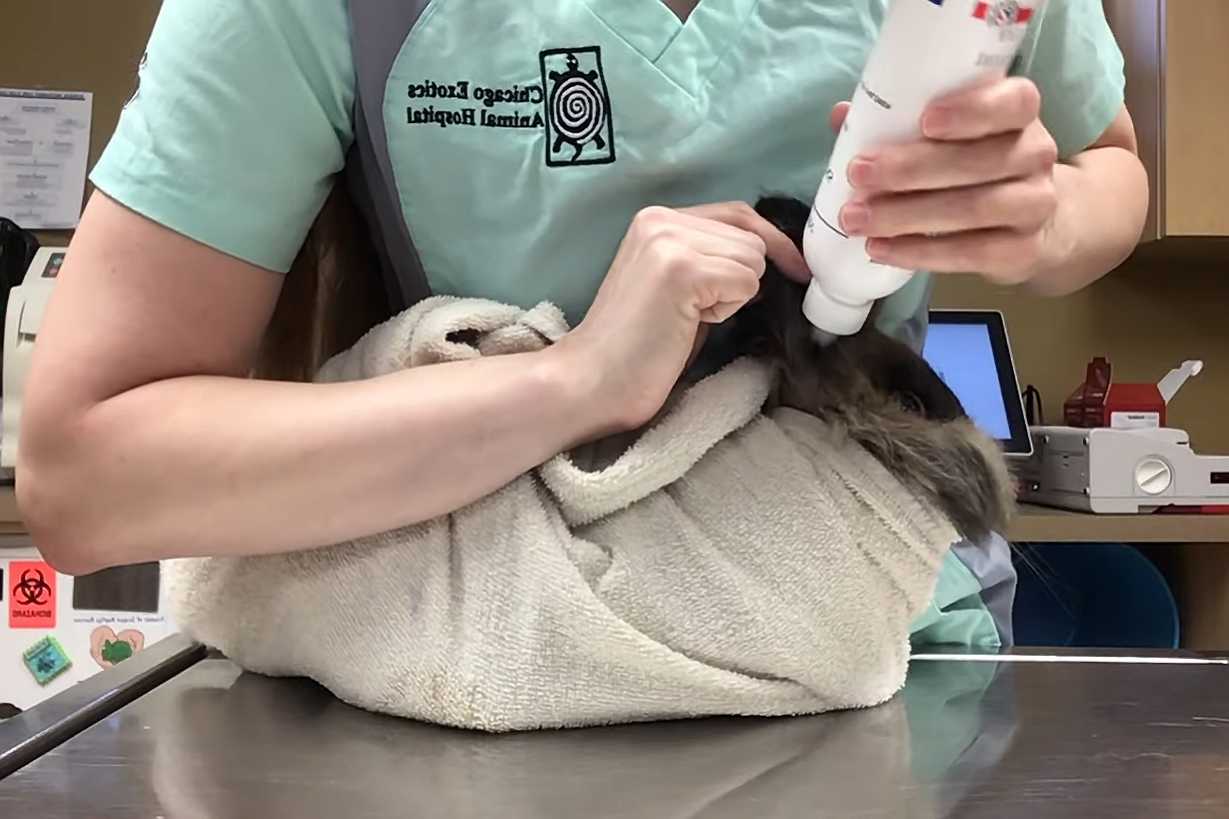how do you clean a rabbit