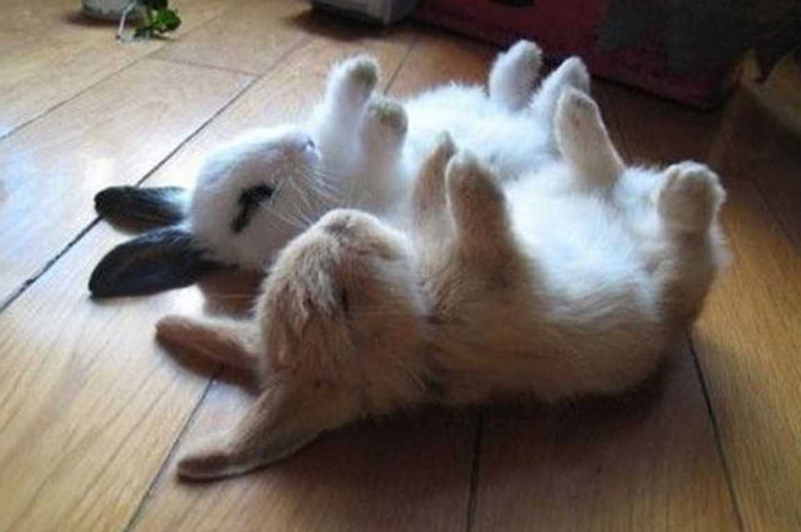 dead baby rabbits