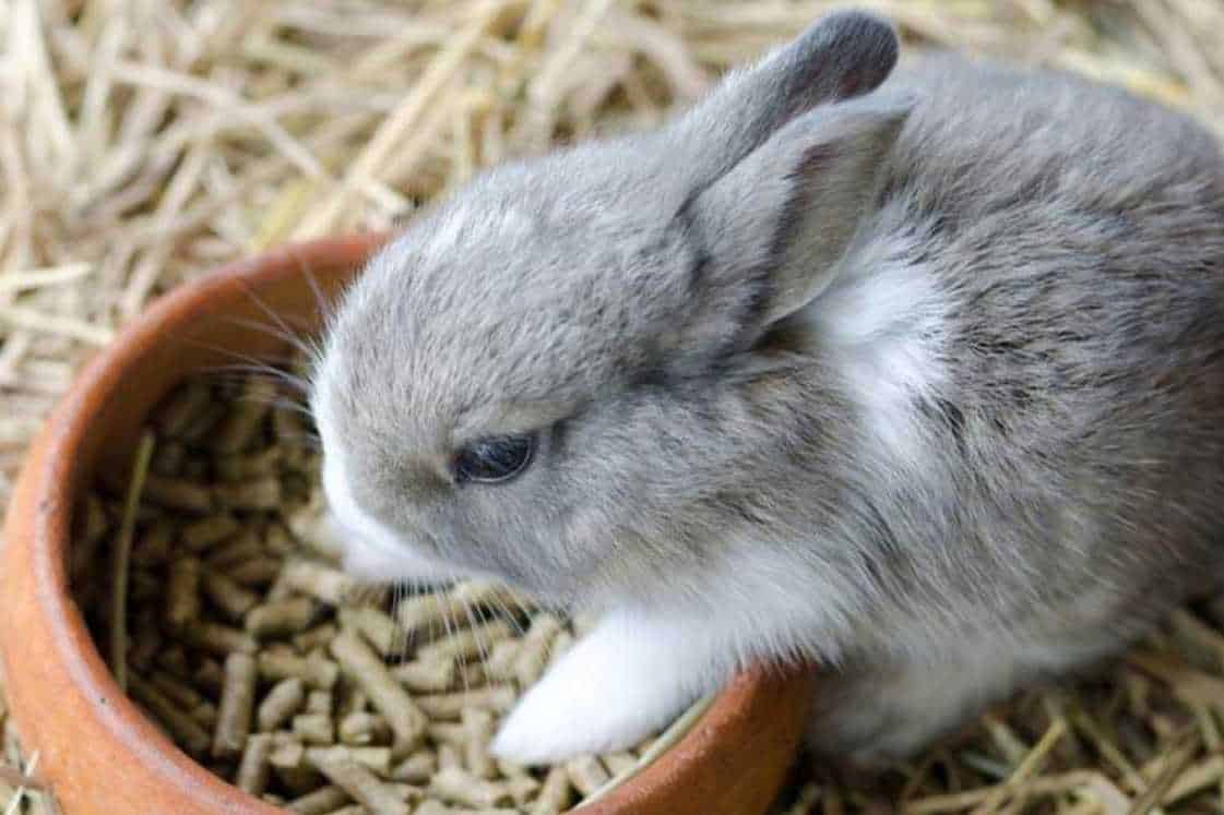 how long can a baby bunny go without food