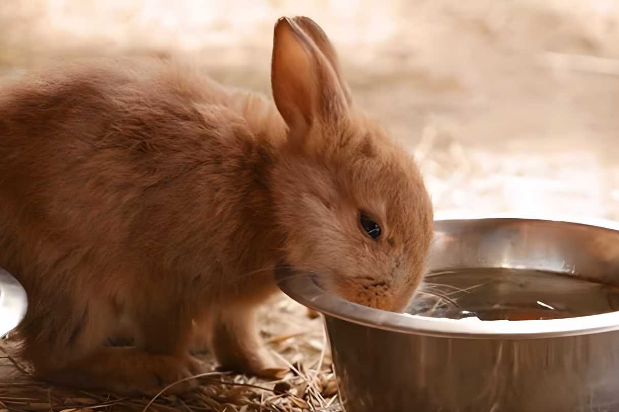how long can a bunny go without food