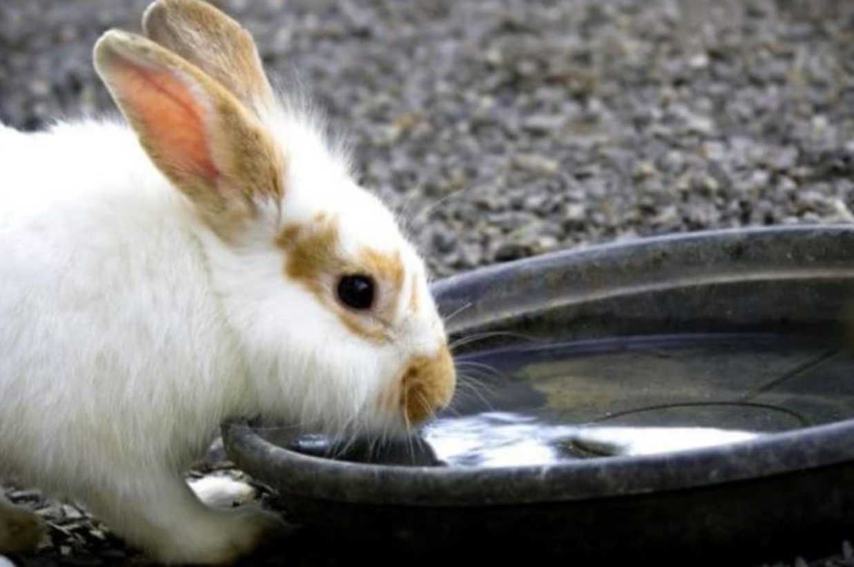 how long can a rabbit go without water