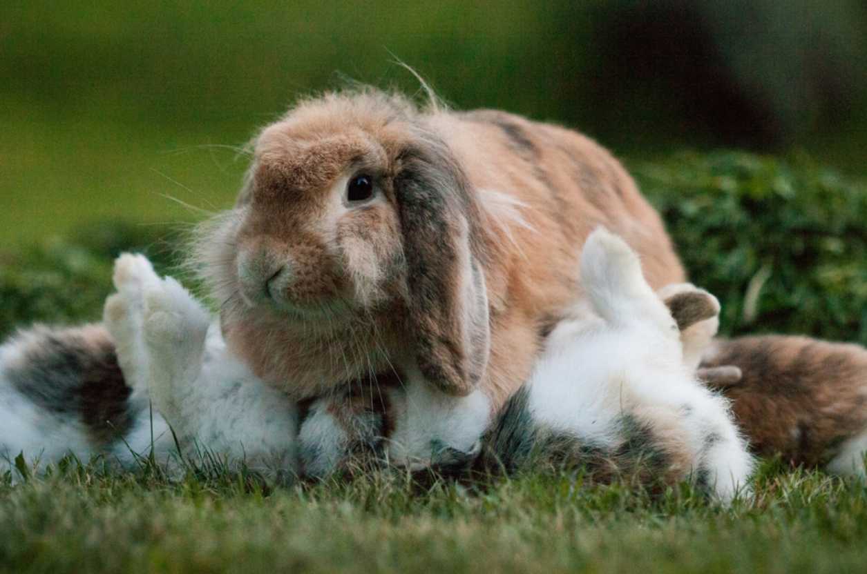 how long do baby bunnies stay with their mother