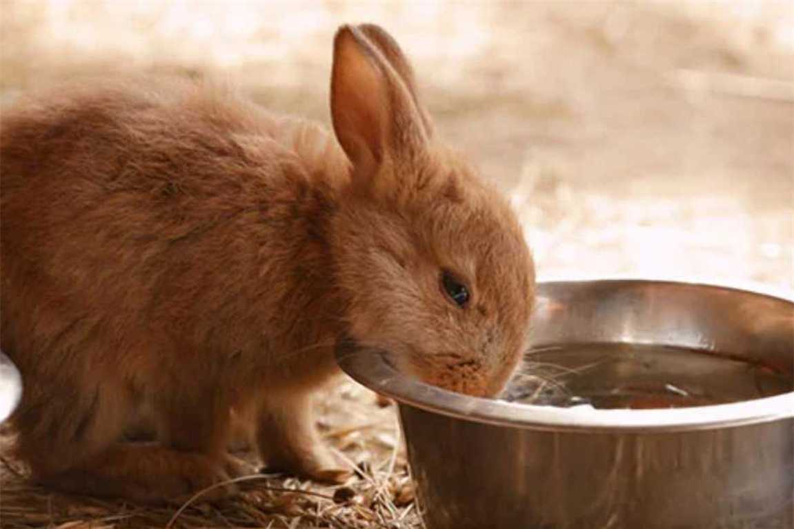 how often to feed rabbits
