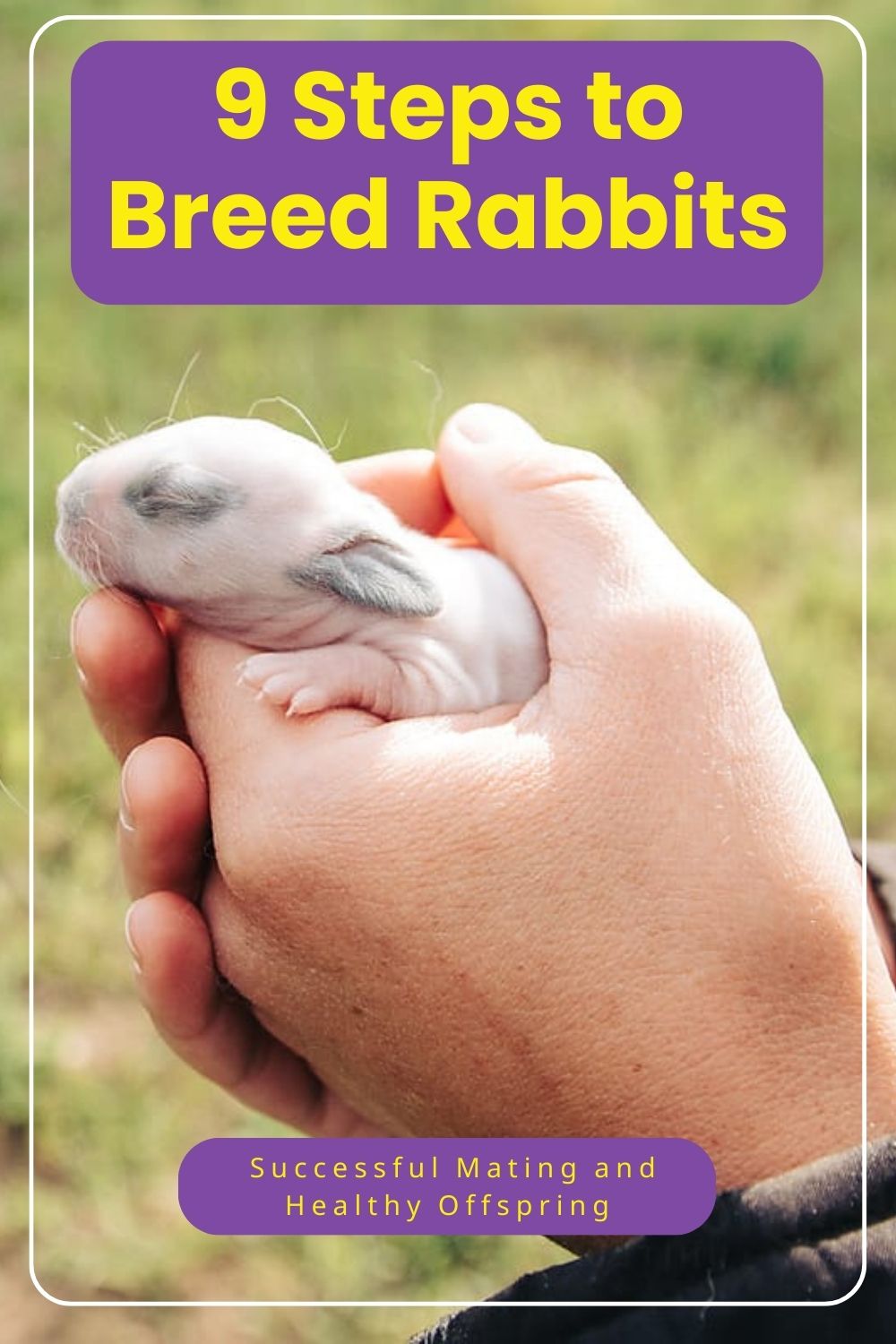 how to Breed Rabbit