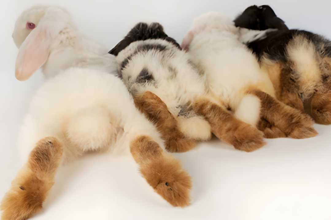 how to clean a rabbits feet