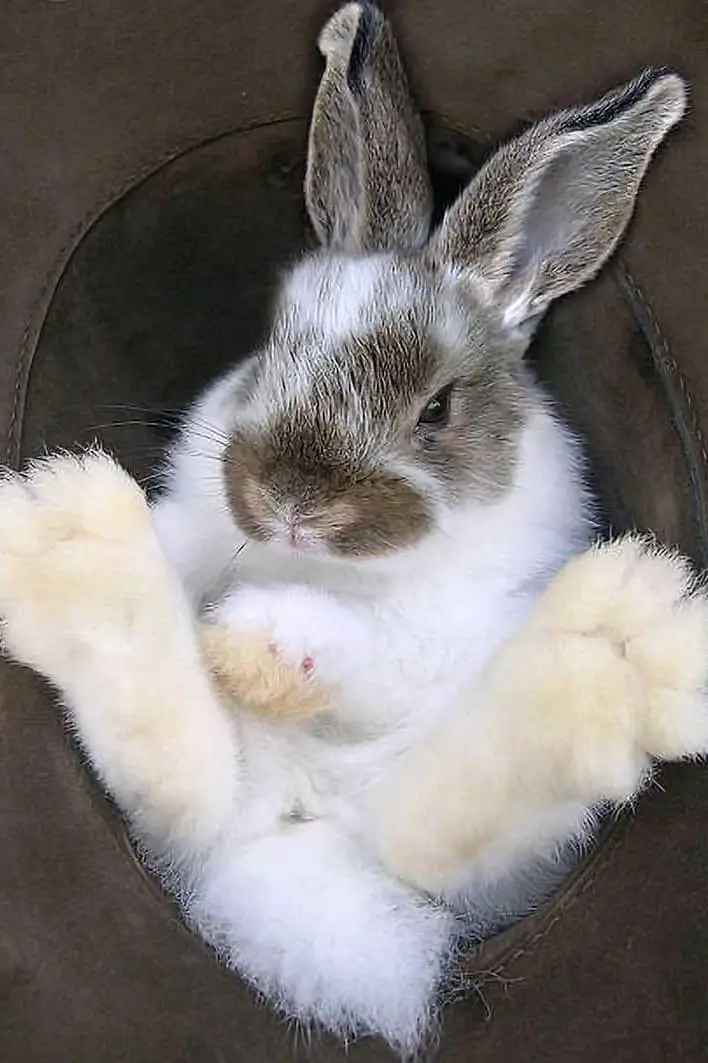 how to clean bunnies feet