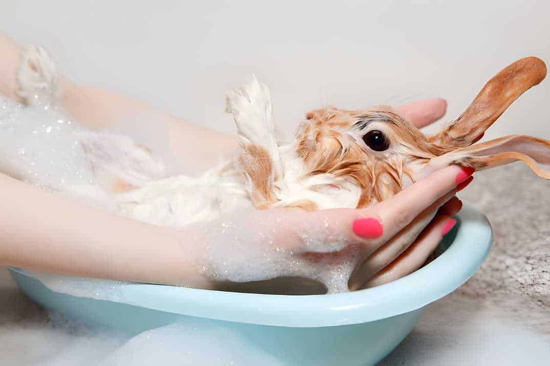 how to clean bunny feet