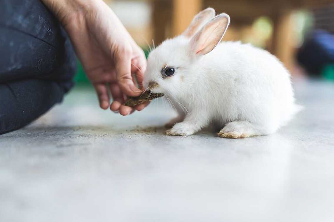how to make your bunny like you